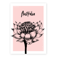 Postcard - Native Australia - Waratah Pink